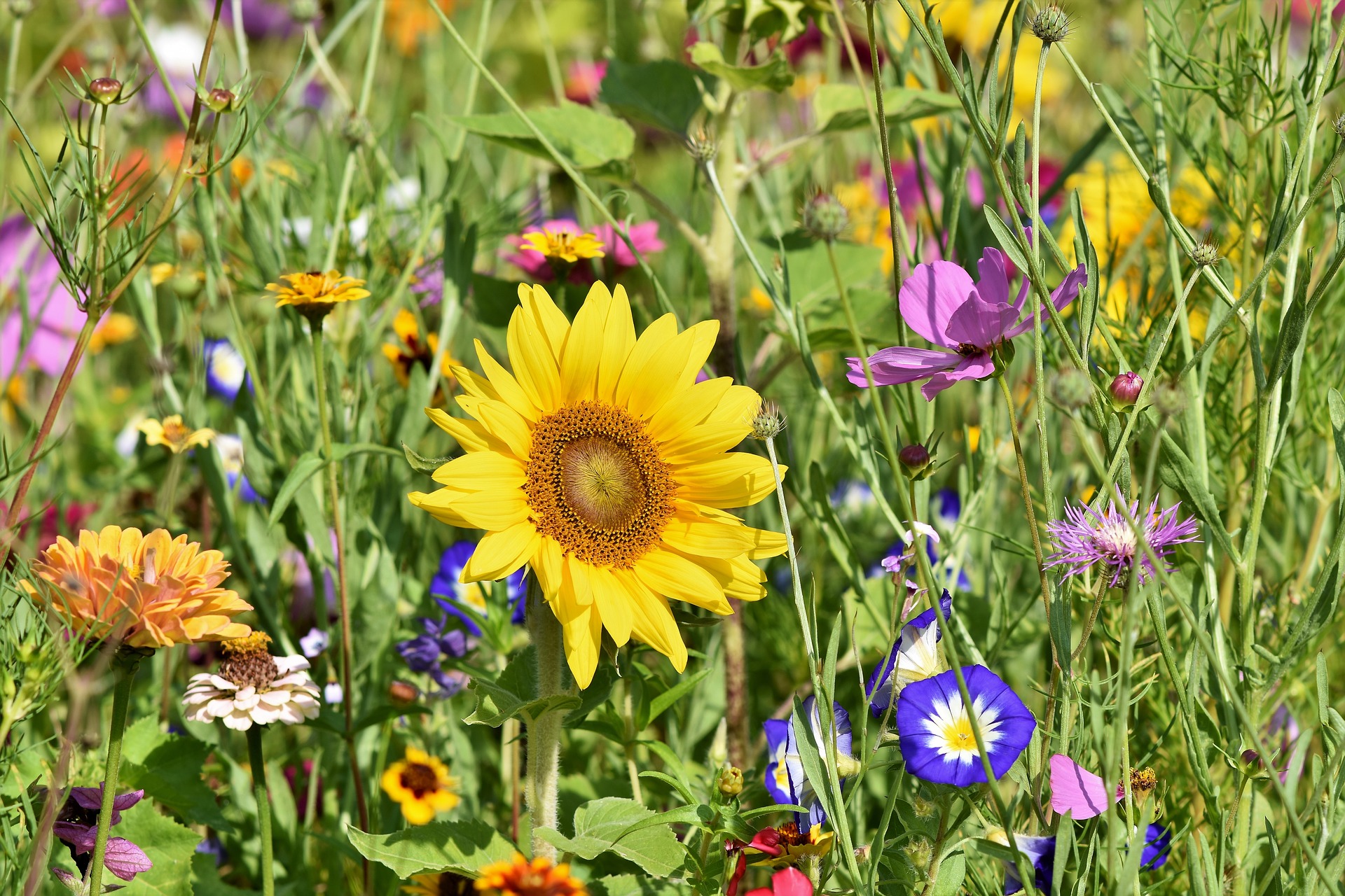 La jachère fleurie, un réservoir de biodiversité - Insectosphere Magazine